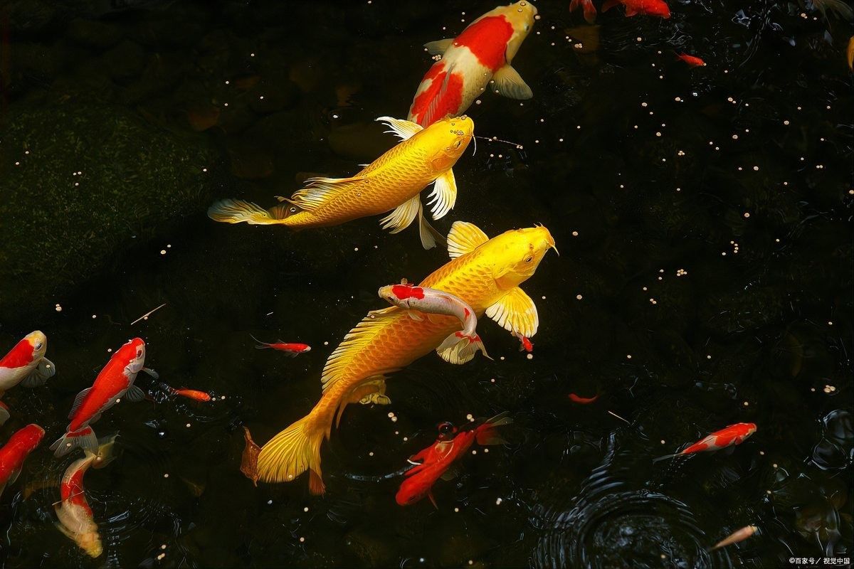 金龍魚和金魚能混養嗎？